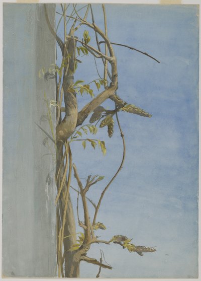 Wisteria on a Wall by Fidelia Bridges