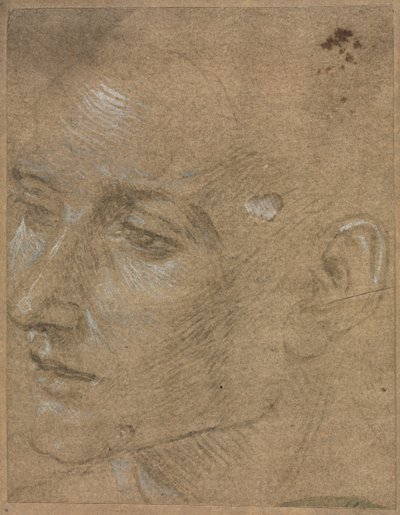 Head of a Young Man by Filippino Lippi