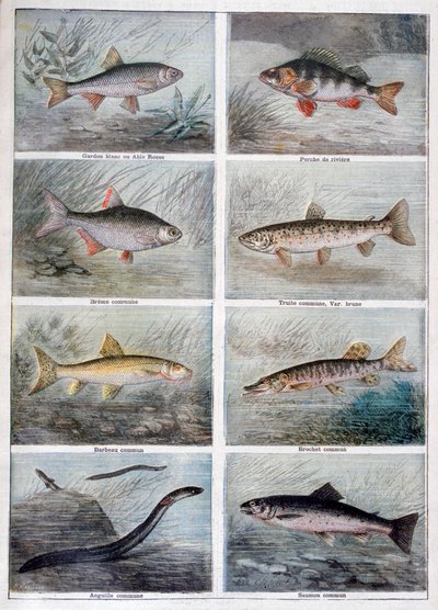 Freshwater Fish by Fortuné Méaulle