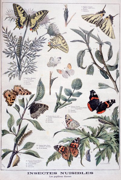 Harmful Insects: Daylight Butterflies by Fortuné Méaulle