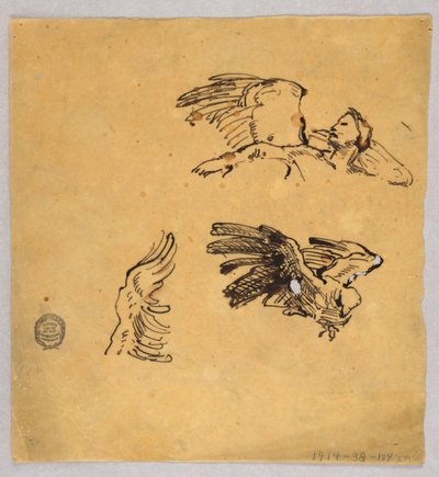 Studies of Wings by Francis Augustus Lathrop
