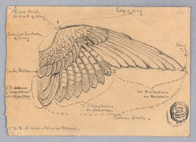 Study of a Wing by Francis Augustus Lathrop
