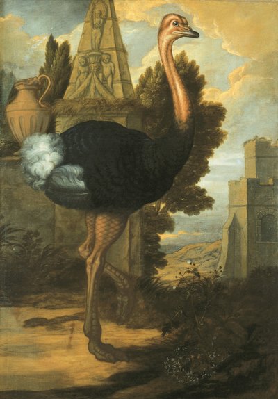An Ostrich by Francis Barlow