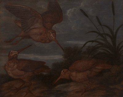 Woodcock at Dusk by Francis Barlow