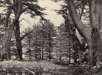 Cedars of Lebanon, ca. 1857 by Francis Frith