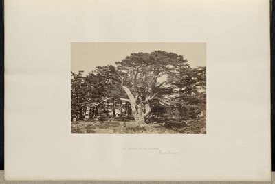 The Largest of the Cedars, Mount Lebanon by Francis Frith