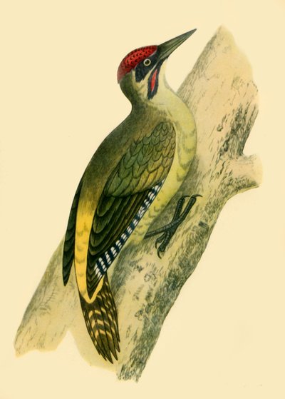 Green Woodpecker by Francis Orpen Morris