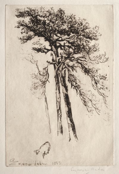 The Latest Tree by Francis Seymour Haden