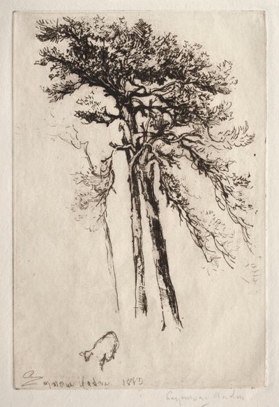 The Latest Tree by Francis Seymour Haden