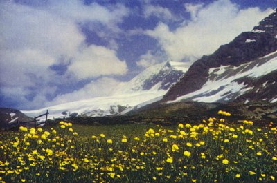 Trollius on the Simplon Pass by Francis Sydney Smythe