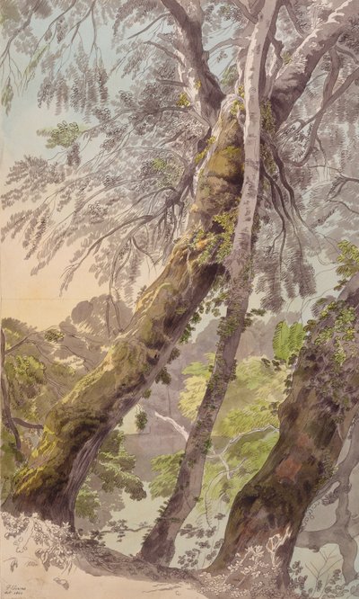 Trees Overhanging Water by Francis Towne