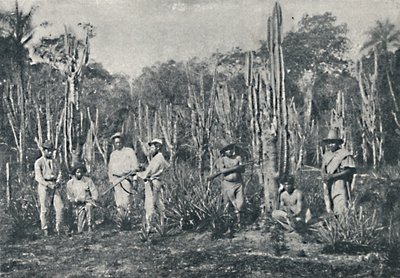Campos by Francisco Henszler
