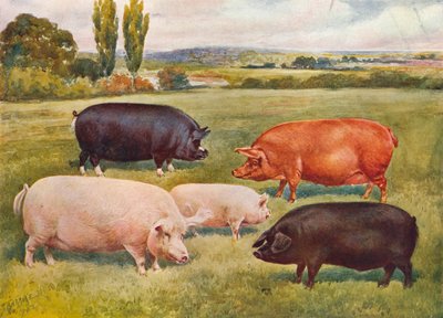 Breeds of pigs, c1902-c1910 by Frank Babbage