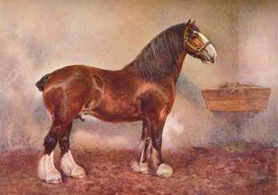Clydedale stallion Prince of Albion, c1900-c1910 by Frank Babbage
