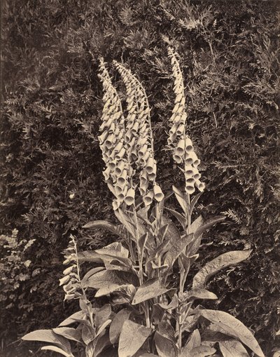 Foxgloves by Frank Mason Good
