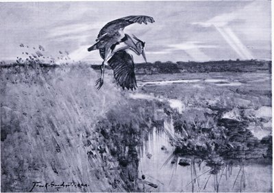 Jack Harnser-Heron by Frank Southgate