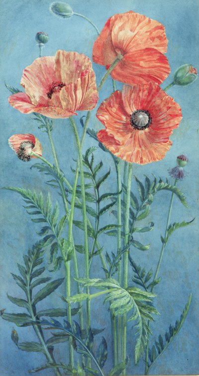 Poppies by Frank Steeley