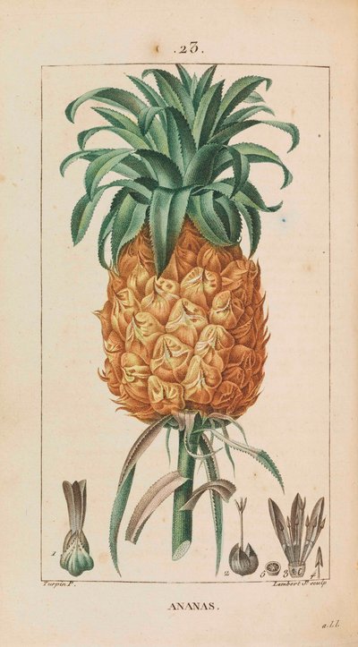 Pineapple by François Pierre Chaumeton