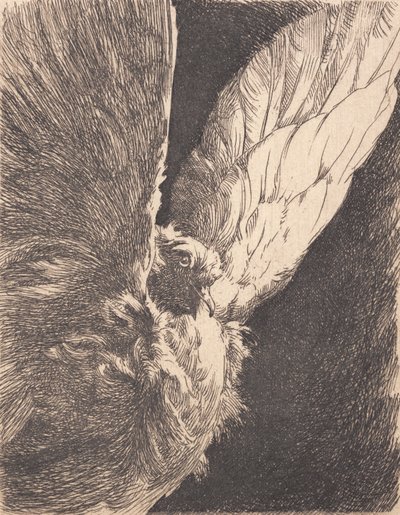 A Dove by Frans Schwartz