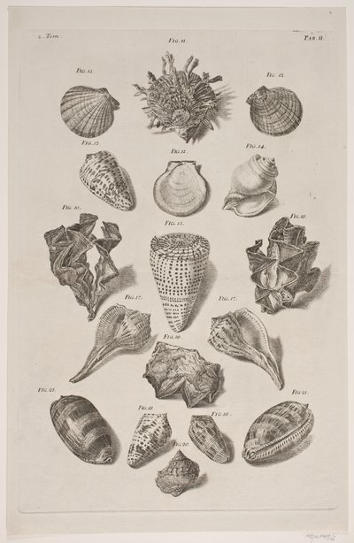 Plate with Shells. Plate 2. by Franz Michael Regenfus