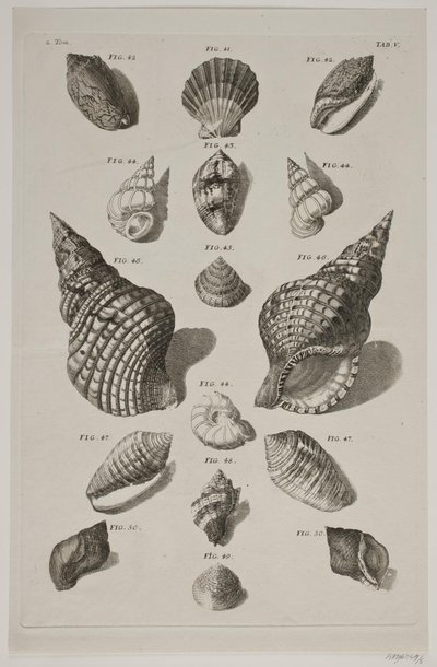 Plate with Shells. Plate 5. by Franz Michael Regenfus