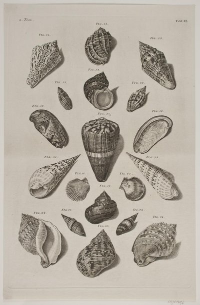 Plate with Shells. Plate 6. by Franz Michael Regenfus
