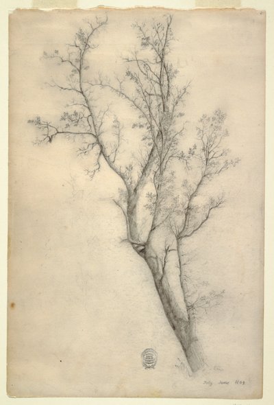 Tree with Many Boughs by Frederic Edwin Church