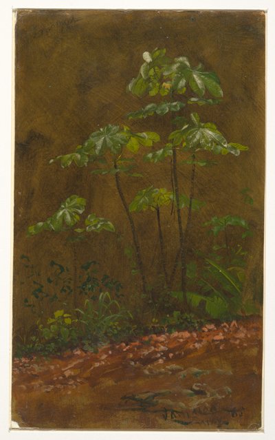 Trumpet Tree, Jamaica by Frederic Edwin Church
