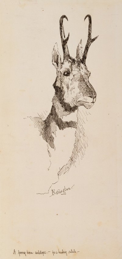 A Pronghorn Antelope by Frederic Remington