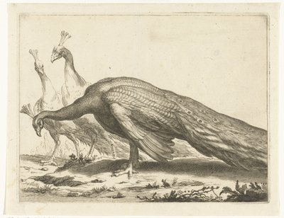 Peacocks (The Drawing Book of Abraham Bloemaert series) by Frederick Bloemaert
