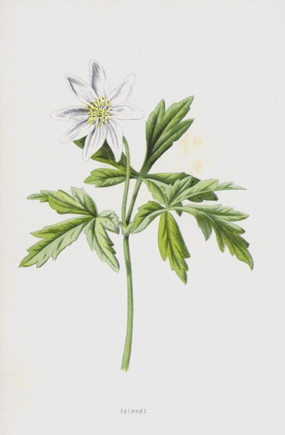 Anemone by Frederick Edward Hulme