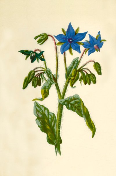 Borage by Frederick Edward Hulme