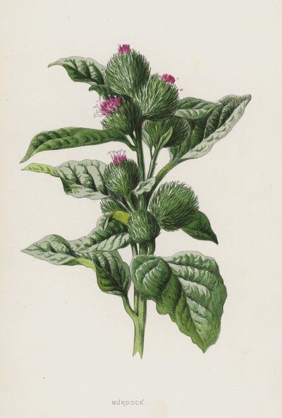 Burdock by Frederick Edward Hulme