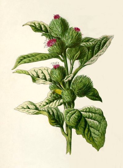 Burdock by Frederick Edward Hulme