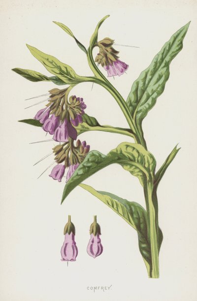 Comfrey by Frederick Edward Hulme