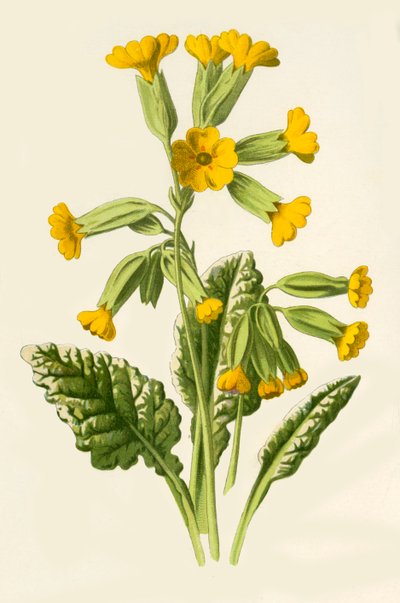 Cowslip by Frederick Edward Hulme