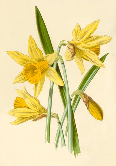 Daffodil by Frederick Edward Hulme