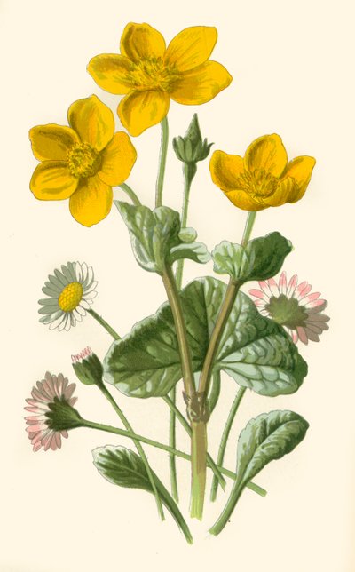Daisy & Marsh-Marigold by Frederick Edward Hulme