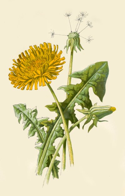 Dandelion, 1877 by Frederick Edward Hulme