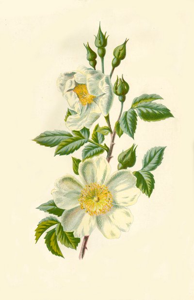 Field Rose by Frederick Edward Hulme
