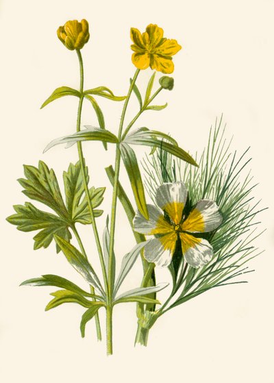 Goldilocks. Water Ranunculus, 1877 by Frederick Edward Hulme