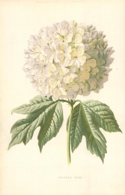 Guelder Rose by Frederick Edward Hulme