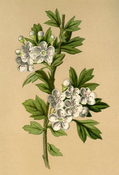 Hawthorn by Frederick Edward Hulme