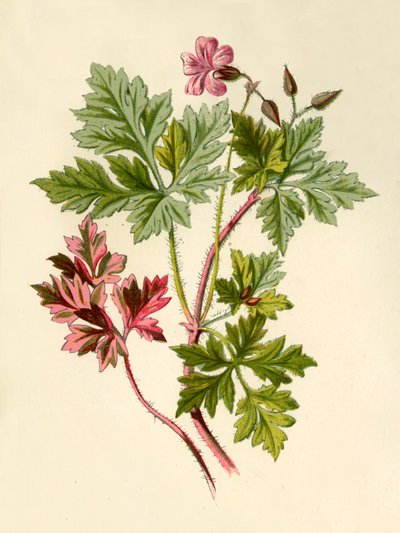 Herb-Robert, 1877 by Frederick Edward Hulme