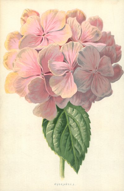 Hydrangea by Frederick Edward Hulme