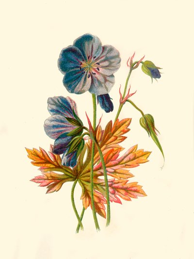 Meadow Cranes-Bill by Frederick Edward Hulme