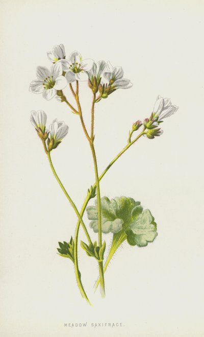 Meadow Saxifrage by Frederick Edward Hulme