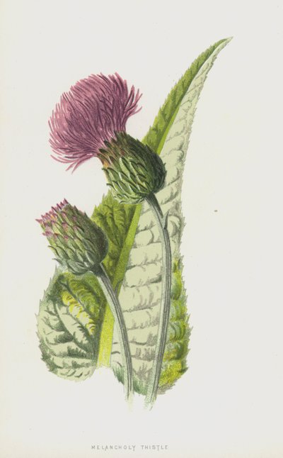 Melancholy Thistle by Frederick Edward Hulme