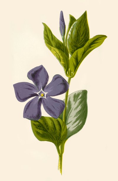 Periwinkle by Frederick Edward Hulme