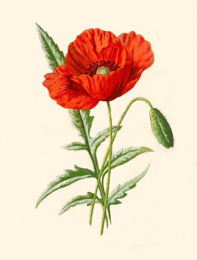 Scarlet Poppy by Frederick Edward Hulme